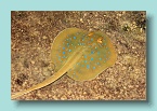 174_Spotted Ray